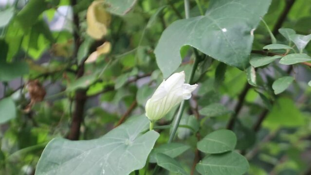 a white flower bud swaying in the wind with green leaves and blur background bokeh.MP4