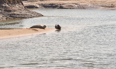 Fototapeta premium Seasl in shallow water at Titchwell, Norfolk, UK