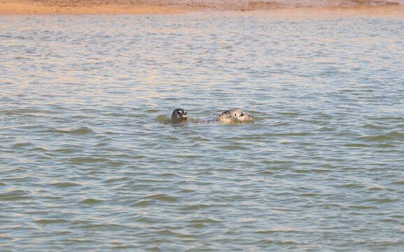 Seals in shallow water at Titchwell, Norfolk, UK