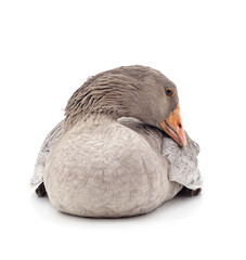 Beautiful gray goose.