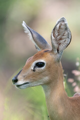 Fototapeta premium Portrait of cute steenbok - Raphicerus campestris - with green vegetation in background at Kruger National Park.