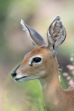 Portrait of cute steenbok - Raphicerus campestris - with green vegetation in background at Kruger National Park.