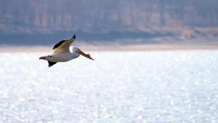a pelican glides and soars over a lake surface as it slowly descends