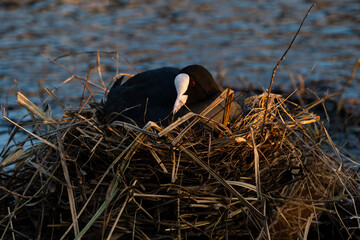 br&uuml;tendes Bl&auml;sshuhn
