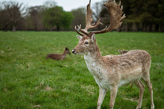 Deer on the park © Felipe Bortoluzi