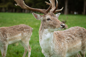 Naklejka na ściany i meble Deer on the park