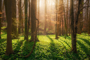 Frischer Barläuch im Wald bei Sonne und Regen. Mystisches Licht am frühen Morgen