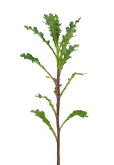 Obraz premium Common groundsel isolated on white background, Senecio vulgaris