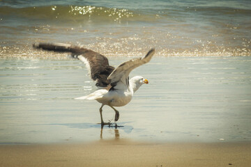 seagull on the beach