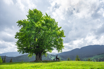 Large old beech tree with lush green leaves in Carpathian mountains in summer time. Landscape photography