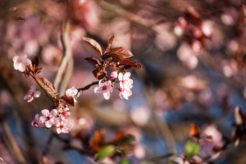 Wonderful flowers in spring. Blossomed fruit.