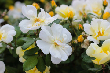 Naklejka na ściany i meble bush of white rosehip flowers close-up for background, postcards