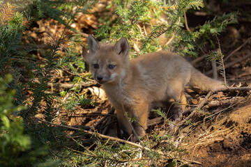 Cute baby fox in the woods