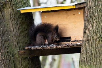 Eichh&ouml;rnchen an der Futterstelle