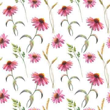 Watercolor seamless pattern with echinacea flowers and field herbs, drawing by watercolor, hand drawn floral illustration, isolated on black background, herbal ornament.