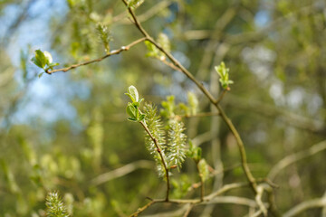 Close up of catkins in the spring