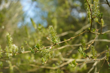 Close up of catkins in the spring