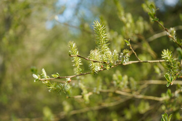 Close up of catkins in the spring