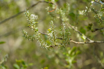 Close up of catkins in the spring