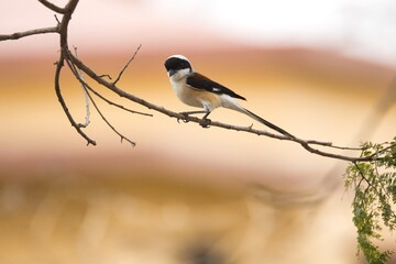 Long-tailed Shrike, or Rufous-backed Shrike sitting on the branch of  a tree with beautiful background . One of the most beautiful bird to watch.
