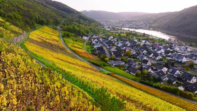 Vineyards on the Slopes of Mosel River near to Burg Thurant. Aerial Shot of Thurant Castle the Moselle River, Germany
