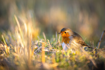 Bird Robin Erithacus rubecula, small bird, spring time in Poland Europe