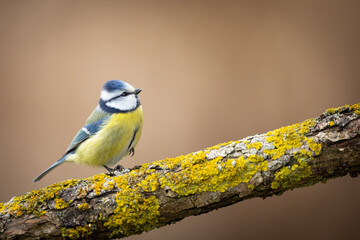 Bird - Blue Tit Cyanistes caeruleus perched on tree winter time small bird on blurred background