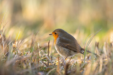 Bird Robin Erithacus rubecula, small bird, spring time in Poland Europe