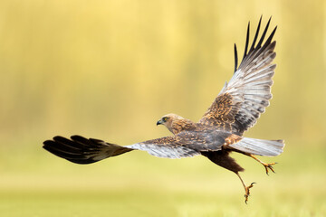 Flying Birds of prey Marsh harrier Circus aeruginosus, hunting time Poland Europe