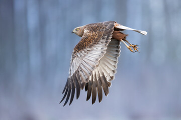 Flying Birds of prey Marsh harrier Circus aeruginosus, hunting time Poland Europe