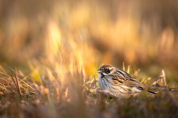 Bird female Reed Bunting Emberiza schoeniclus, spring time, Poland Europe