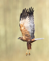 Flying Birds of prey Marsh harrier Circus aeruginosus, hunting time Poland Europe