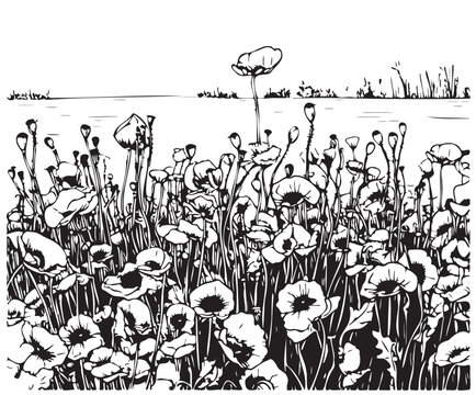 Poppy field sketch hand drawn in doodle style illustration