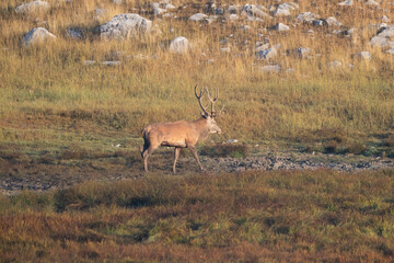 Naklejka na ściany i meble The male red deer (Cervus elaphus) stag or hart.
