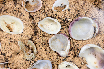 Sea shells on the sand, top view
