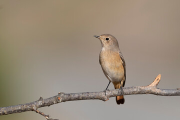 The Common Redstart female (Phoenicurus phoenicurus).