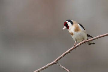 The European goldfinch or the goldfinch (Carduelis carduelis)