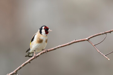 The European goldfinch or the goldfinch (Carduelis carduelis)