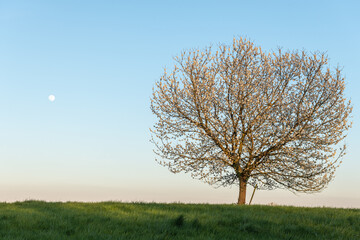 Apple tree in bloom in meadow at full moonrise at dusk.