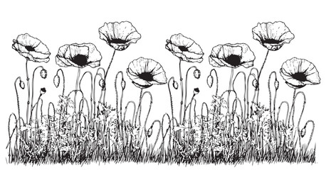Poppy flowers sketch hand drawn in doodle style illustration