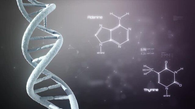 
Animated DNA Double Helix with Guanine, Adenine, Thymine and Cytosine Formulas. Several Texts, Charts and Connections. 