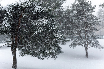 Heavy snowstorm in a pine forest. Fantastic winter landscape.