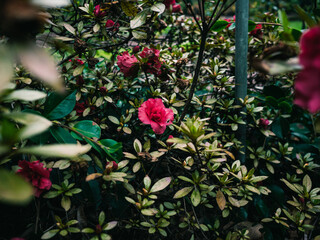 flowers in the garden