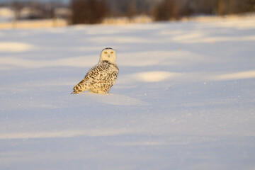Female Snowy Owl sitting on  farmer's field 
