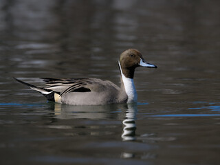 Male Northern Pintail swimming in dark water