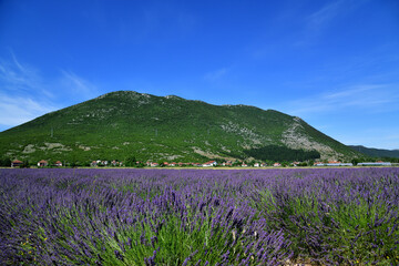 Levender field with hill and sky in background