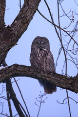 Great Gray Owl on tree branch at night in winter