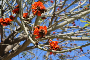 Erythrina caffra or coast coral tree blooming red in spring, Sicily Italy