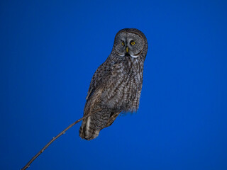 Great Gray Owl on tree branch at night in winter