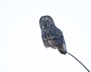 Great Gray Owl portrait on white background, isolated 
